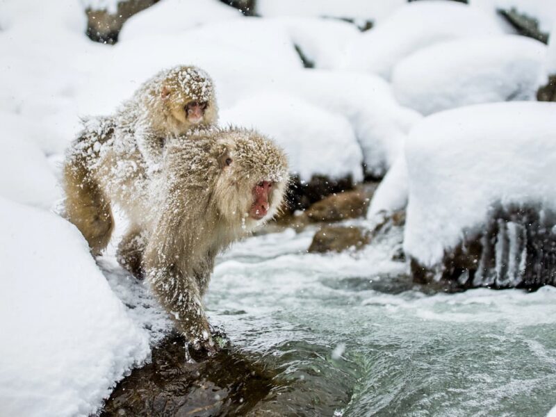 The Primates That Came from the Cold: A Study Revolutionizes the Theory of Evolution