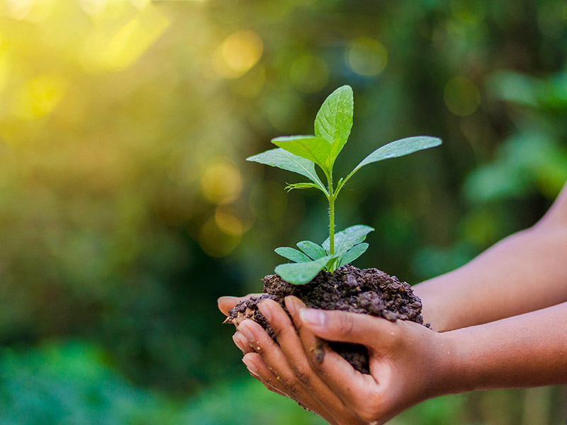 Nature and Nurture: How War Weaponizes Gender and the Environment