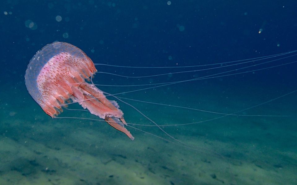 Warming waters transforming Greece’s seas