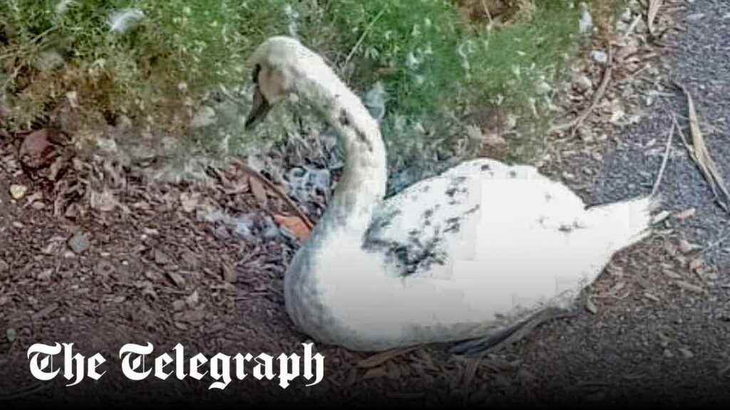 Swan tortured and ‘kicked to death’ by children