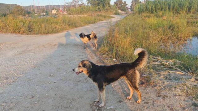 Woman was attacked by stray dogs in Magnesia - shouted for help but no one helped her