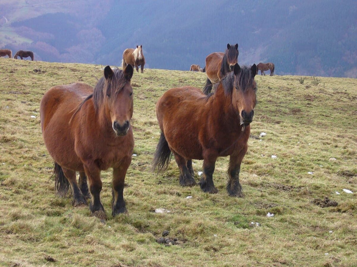 A Unique Genetic Lineage of Wild Horses Survived the Last Ice Age Sheltered South of the Pyrenees