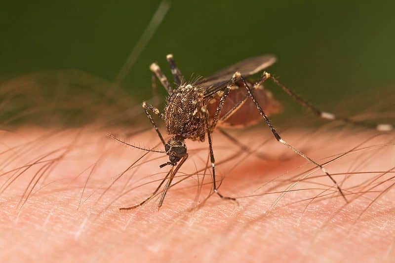 Greece Reports First Two Deaths From West Nile Virus in 2025