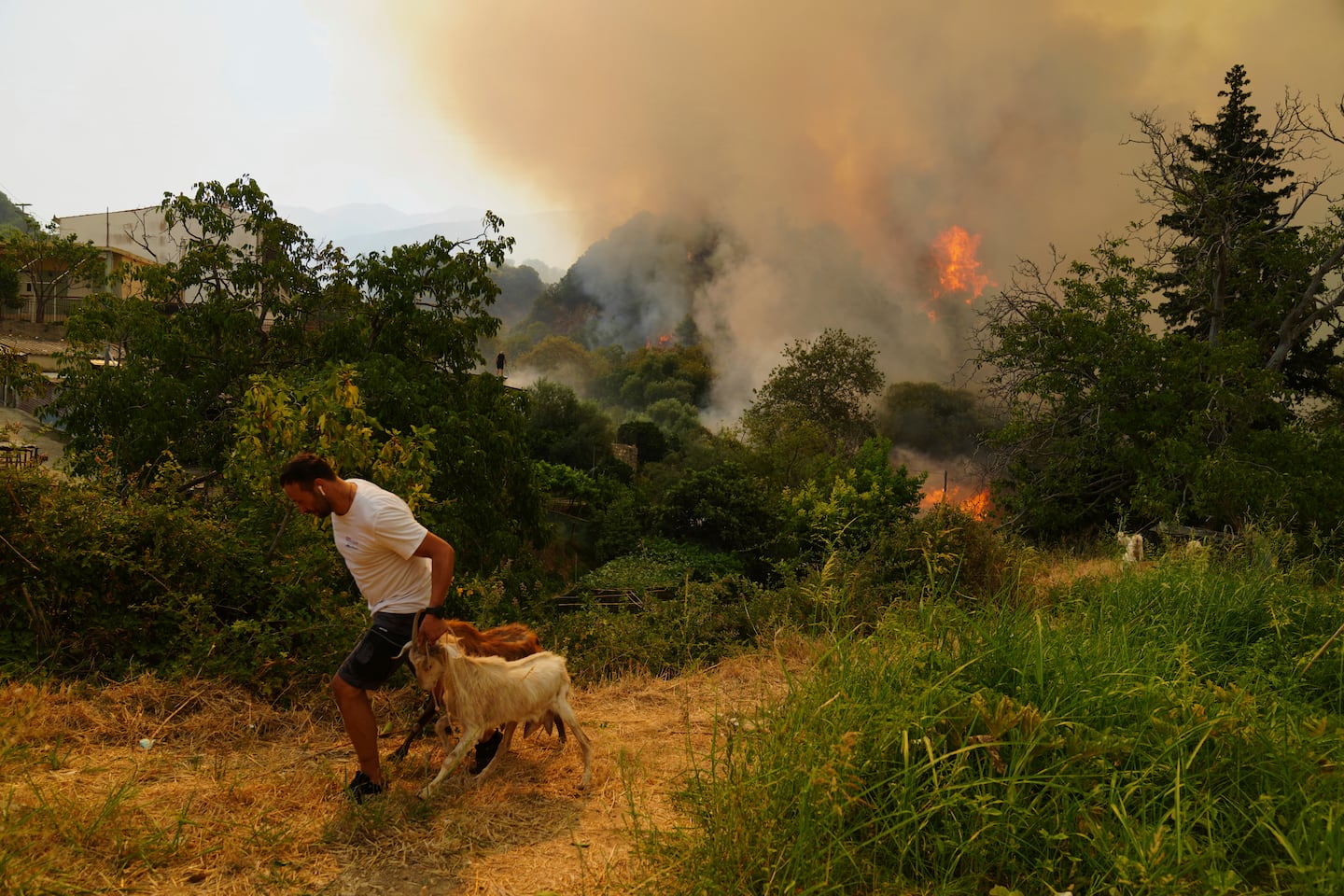 A man took away goats during a wildfire in Vounteni, on the outskirts of Patras, western Greece, Wednesday.