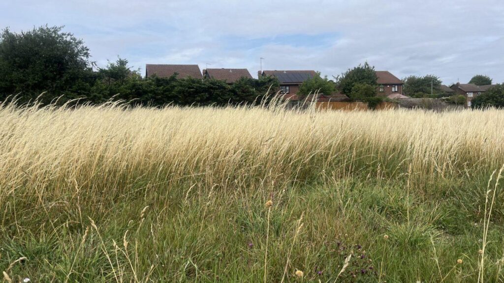Rewilding haven or eyesore? Thousands of overgrown parks are dividing Britain