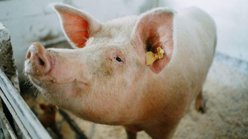 For the first time, a genetically modified pig lung was transplanted into a brain-dead man