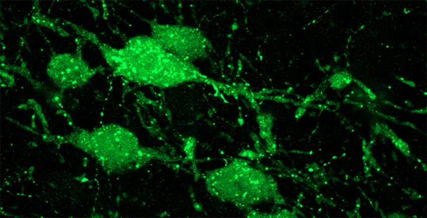 We’ve been shaped by evolution for millions of years. Now we can shape it back.