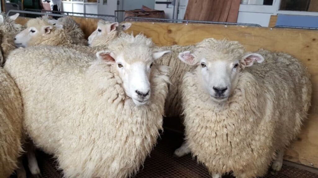 Wool from New Zealand farms used in tennis balls at the US Open
