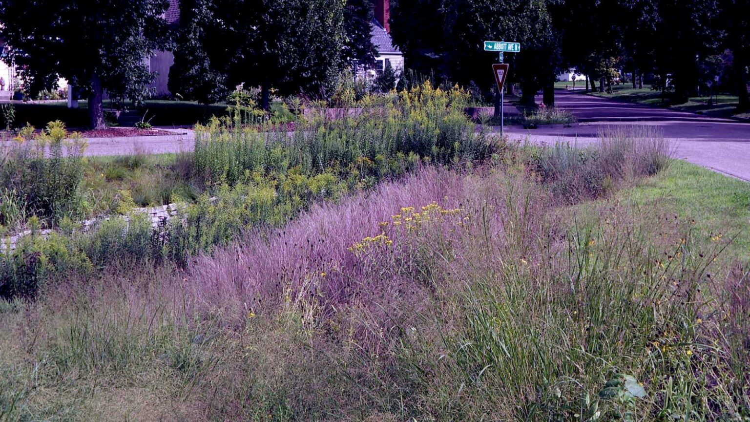 Robbinsdale Rain Gardens are Environmental and Ornamental Features