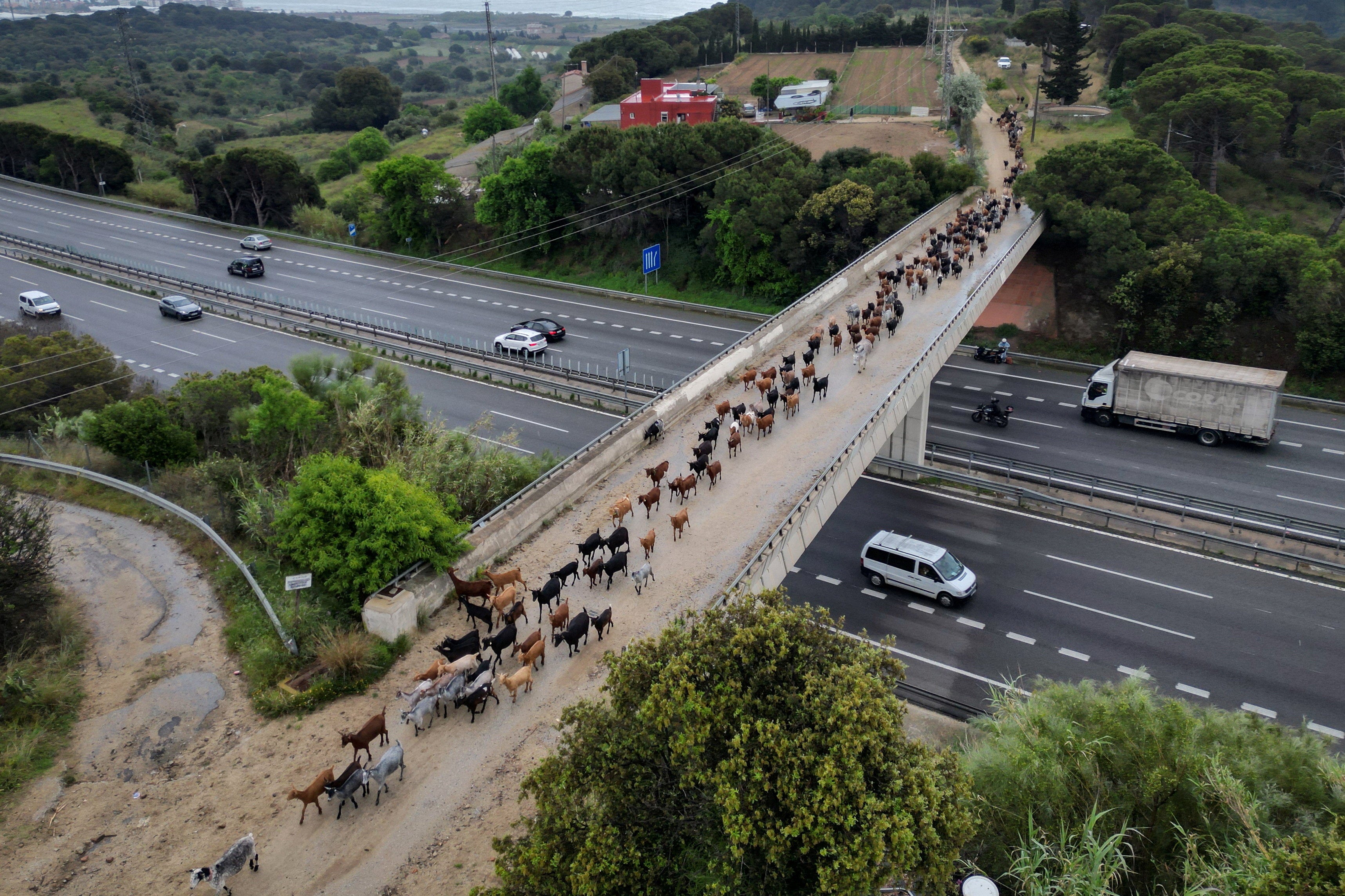 Nomadic shepherds Pedro Alba, 38, and Albert Noguera, 42, lead a herd of goats, which graze around urban areas to create natural firebreaks, across a bridge over a highway during their move from the city of Mataro to Santa Susana, near the Montnegre mountain range in Catalonia, Spain, May 5, 2025
