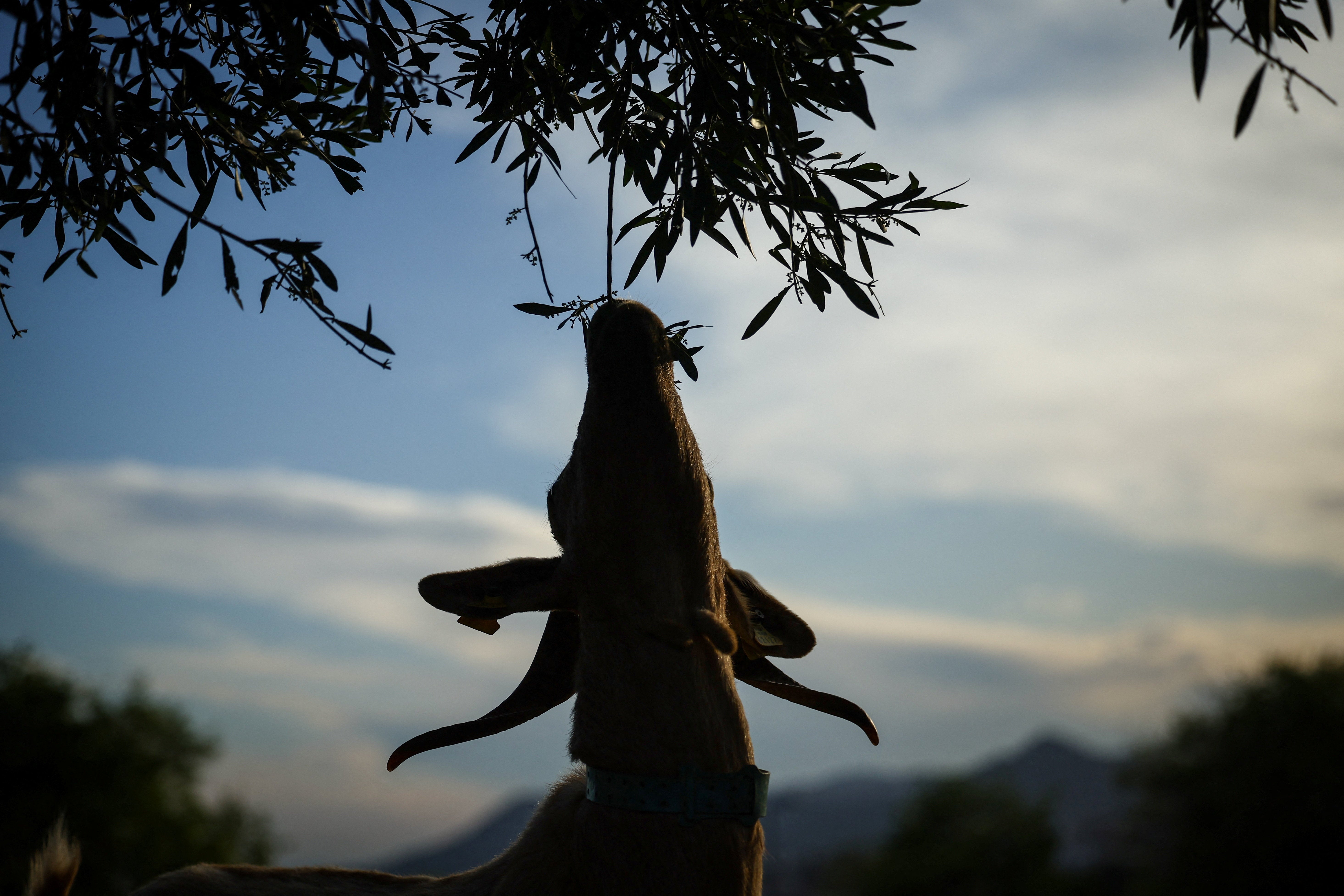 A goat eats the leaves of a tree, as a flock guided by nomadic shepherds around urban areas to create natural firebreaks in the Montnegre mountain range, near Mataro, Catalonia, Spain, May 4, 2025