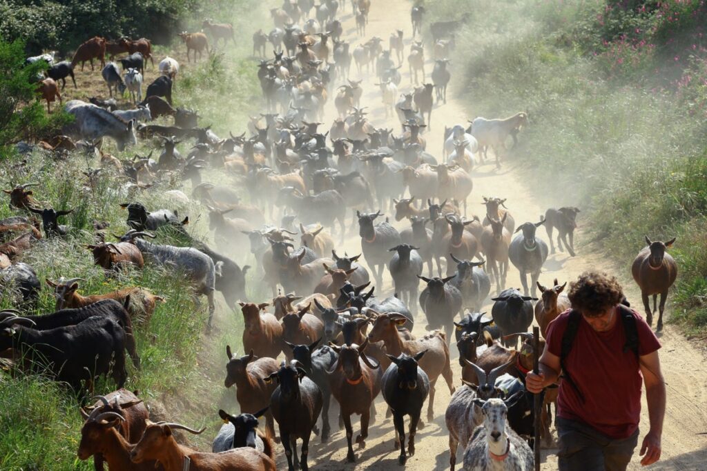 How a herd of hungry goats is helping Spain fight fires during the scorching summer