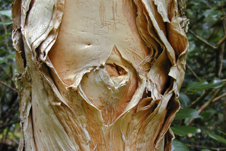 paperbark