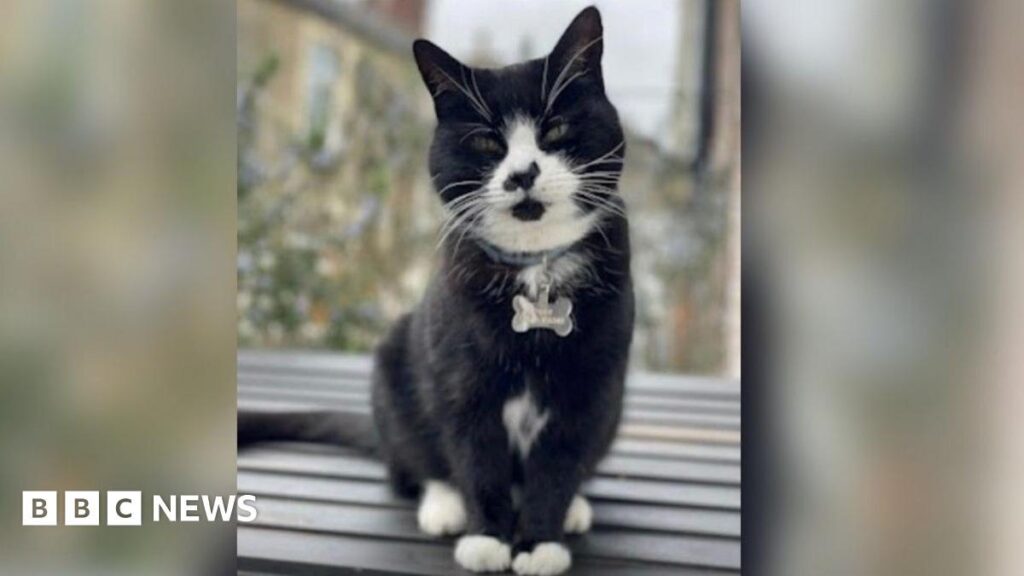 Woman filmed Snapchat video of dogs killing cat