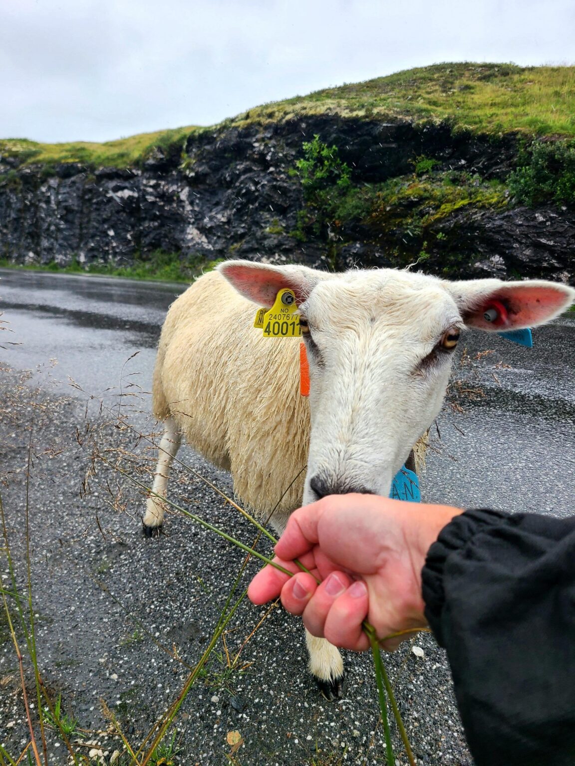 The highlight of my visit was getting booped by this lovely lady outside of Voss