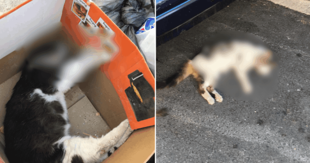 Suspected cat killer arrested