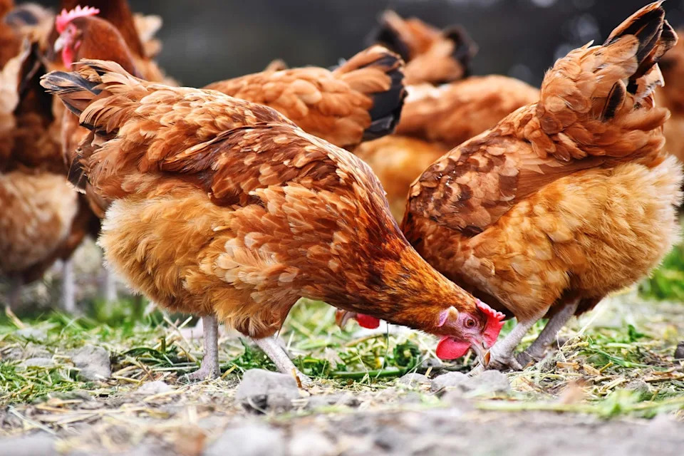 The significant impacts of pig and poultry production in the UK extend well beyond the intensive farming units themselves (Alamy/PA)
