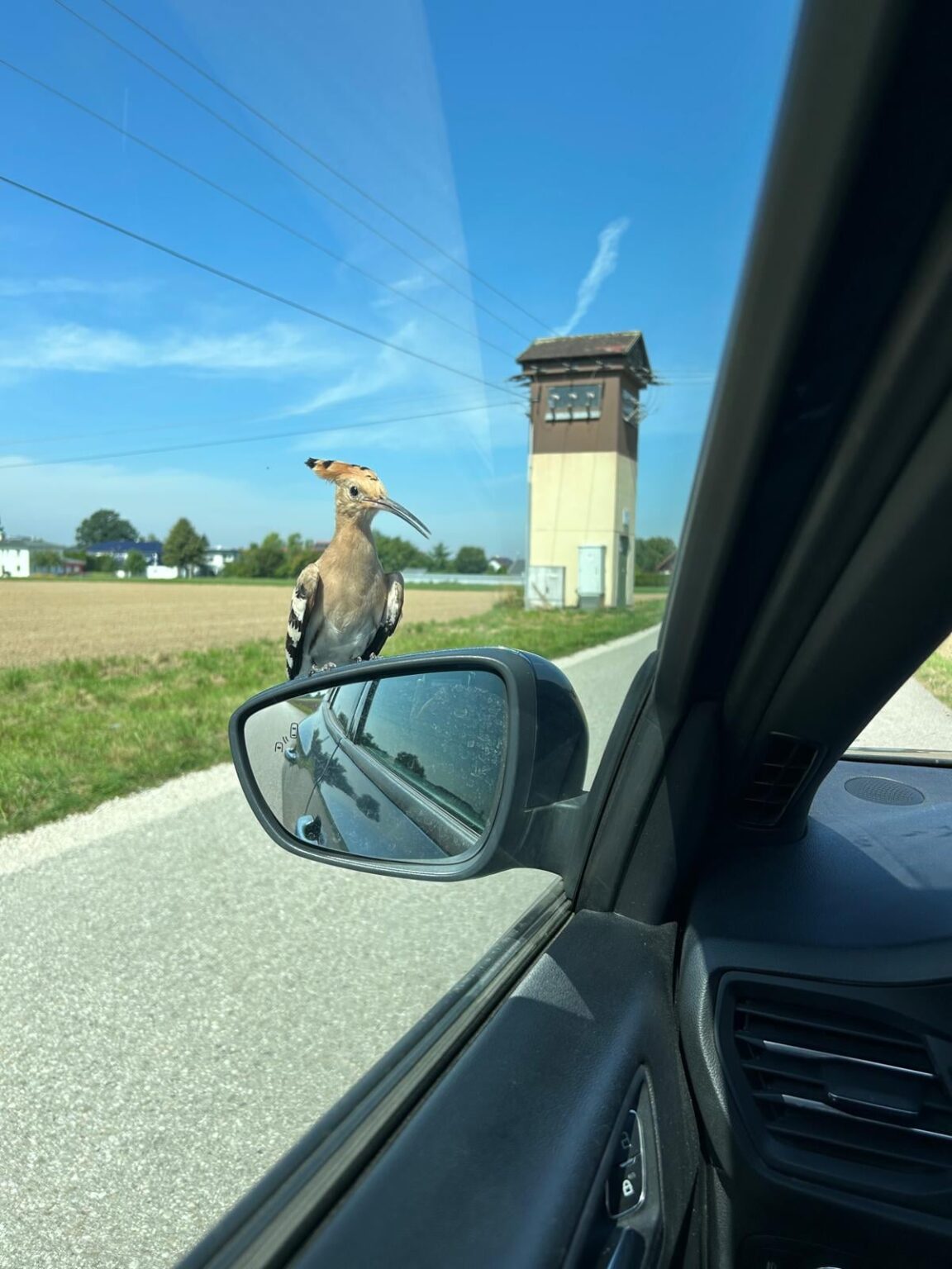 Does someone know what bird is it? 😃