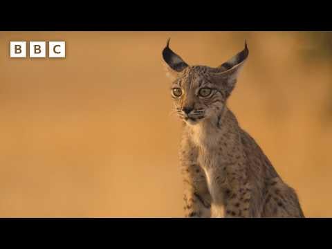 Iberian Lynx kittens find refuge on an abandoned farm