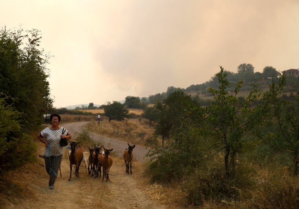 animal rescue fires
