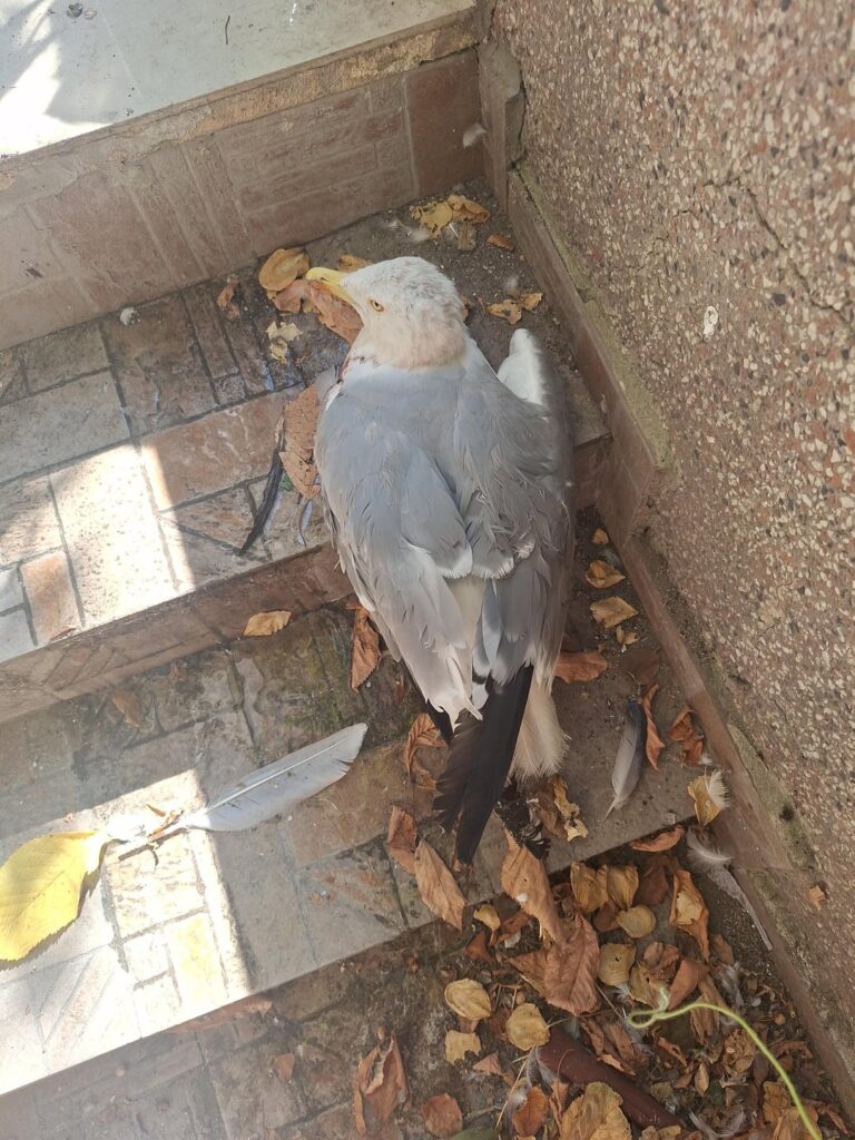 Tortured bird - help