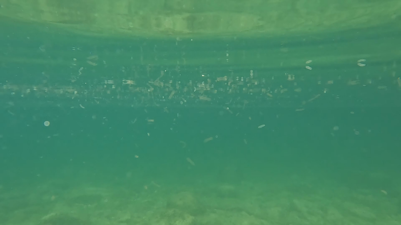 Saw these weird floating things while snorkeling in Gozo (video)