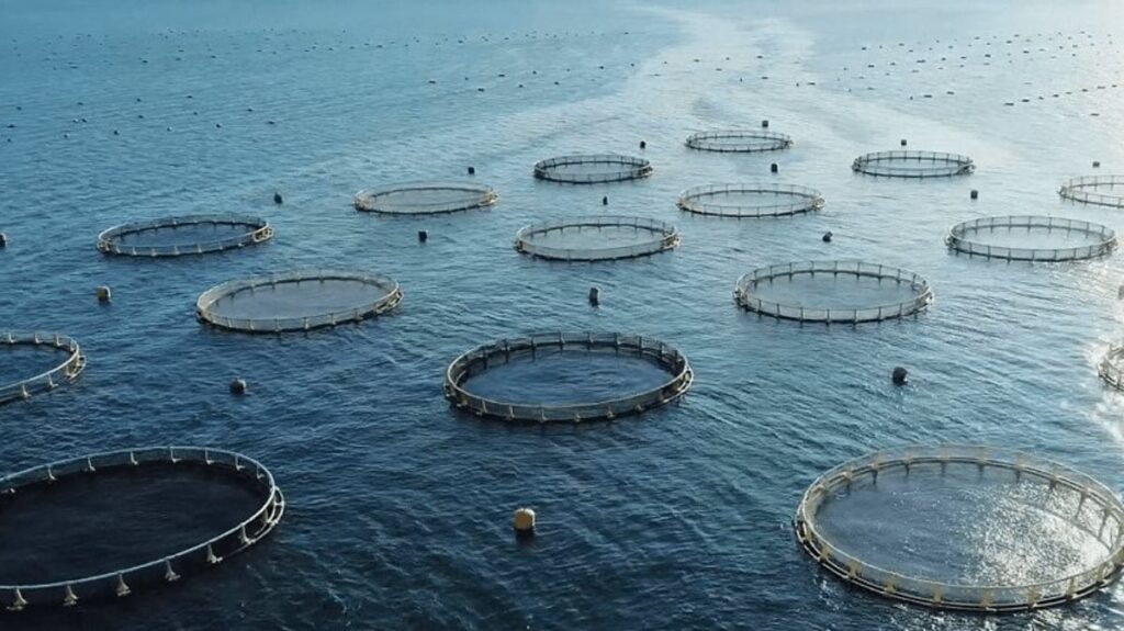 Norway warns of increase in sea lice due to high sea temperatures
