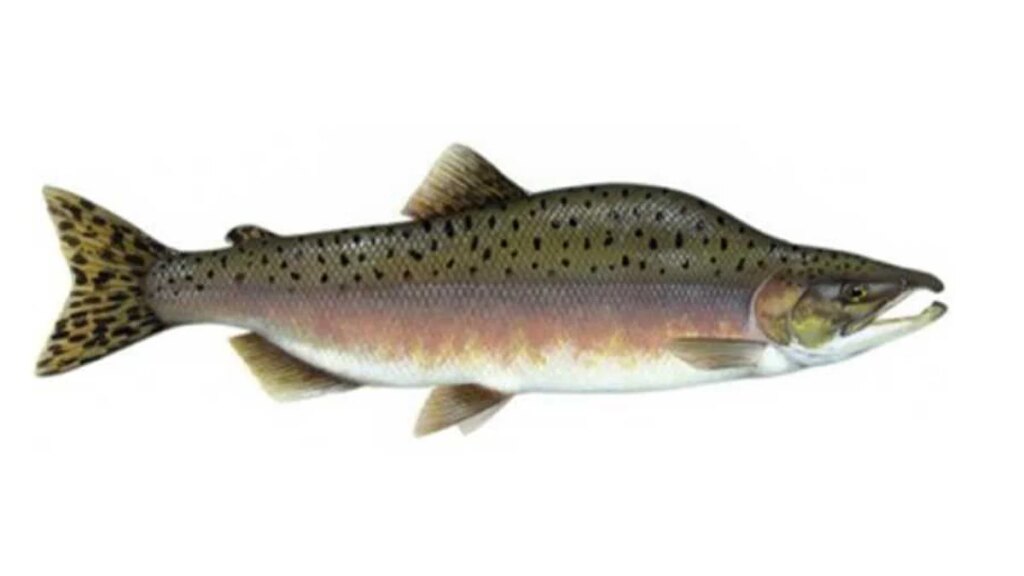 UK Environment Agency warns of invasive pink salmon threat to local fisheries