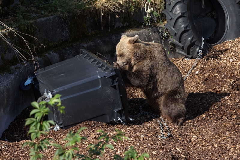 Zoo bears put Finland’s trash bins to the test