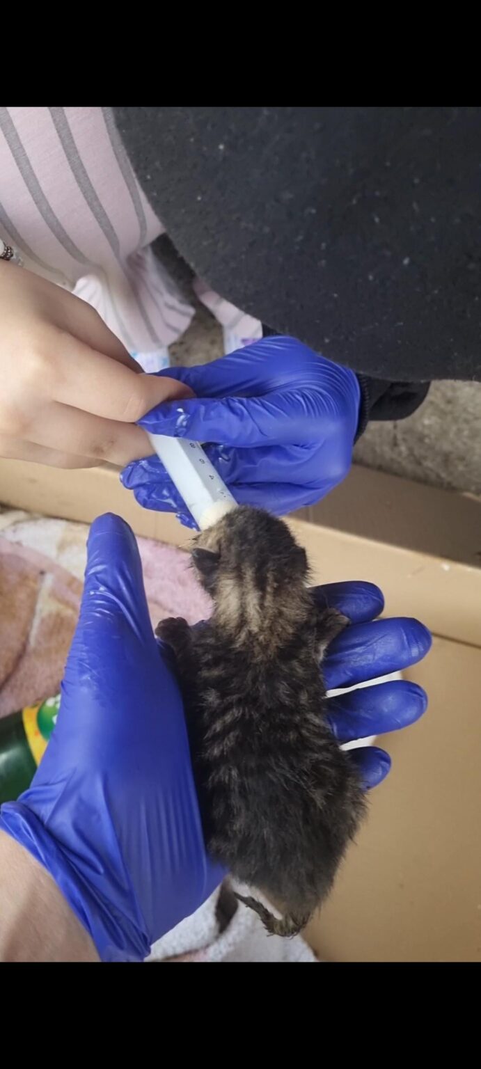 I need help - replacement milk for kittens (5 pieces, left without a mother)