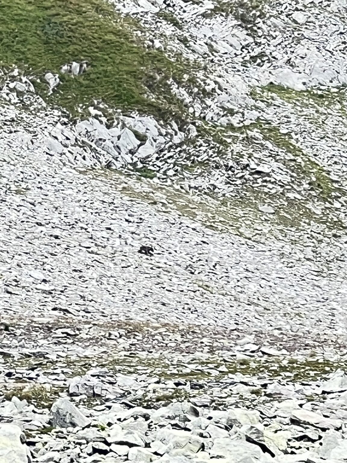 Bear Near Gudauri