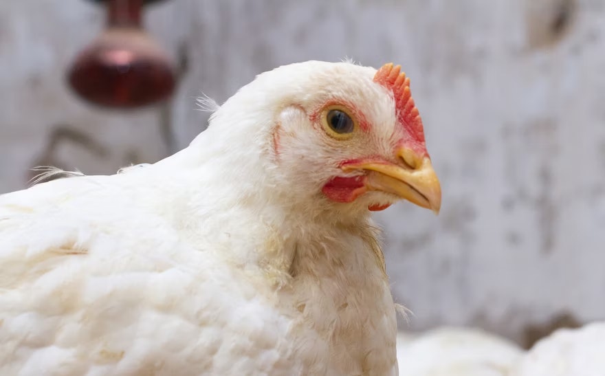 Newcastle disease claims 70,545 more broilers in Poland Newcastle disease claims 70,545 more broilers in Poland