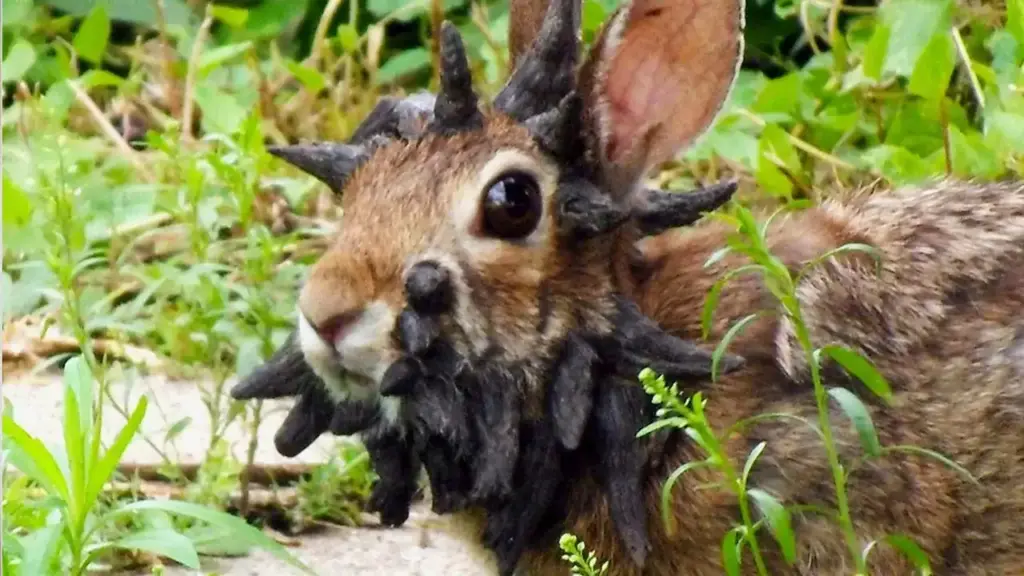 Horned 'Zombie Rabbits' Spook Locals in Colorado But Scientists Say These Could Hold Secrets to Cancer