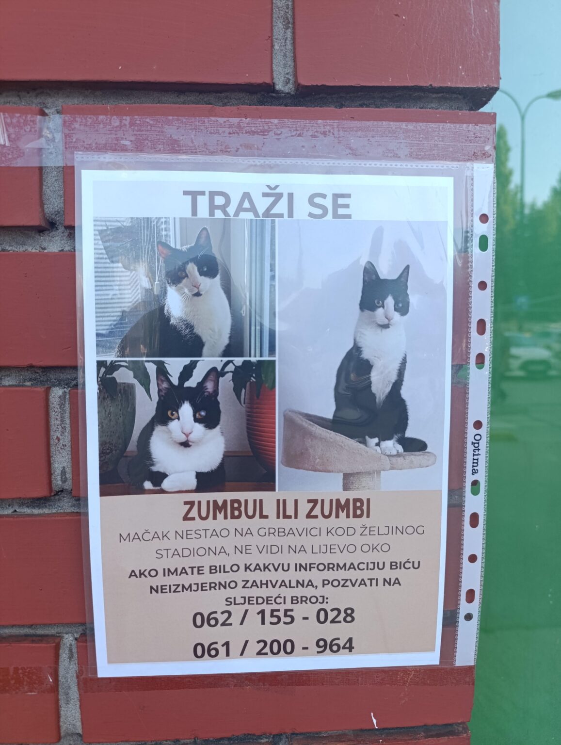She encountered a poster that a pussy was missing in Sarajevo, so I said to share further!