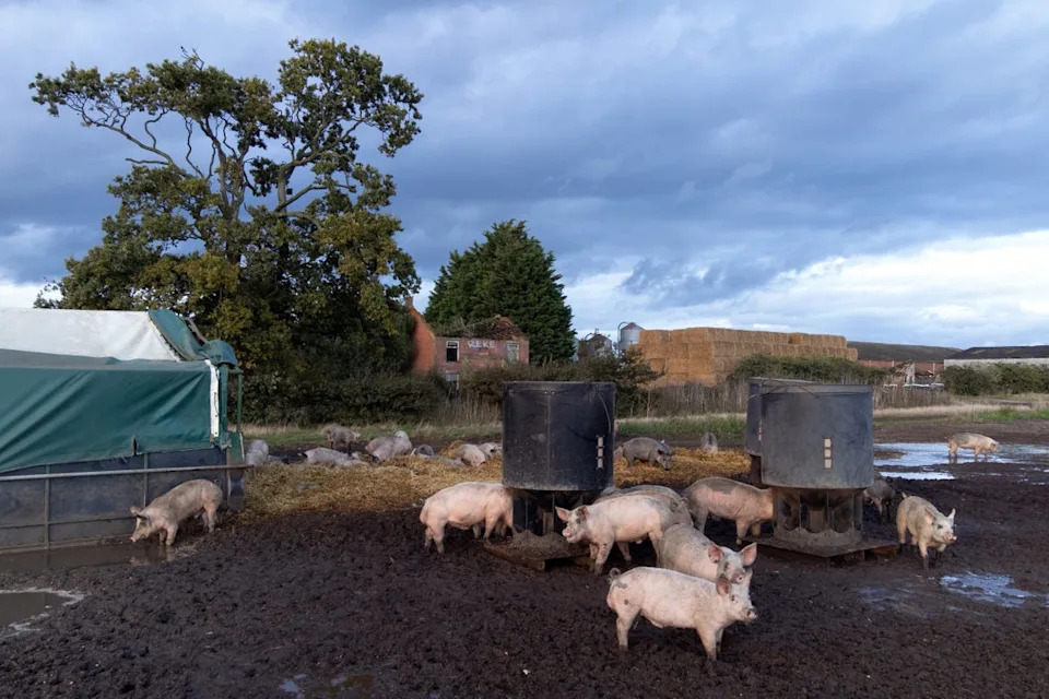 Pollution from pig and poultry farming in rivers harms the water quality and the wildlife that lives in the freshwater environment (PA)