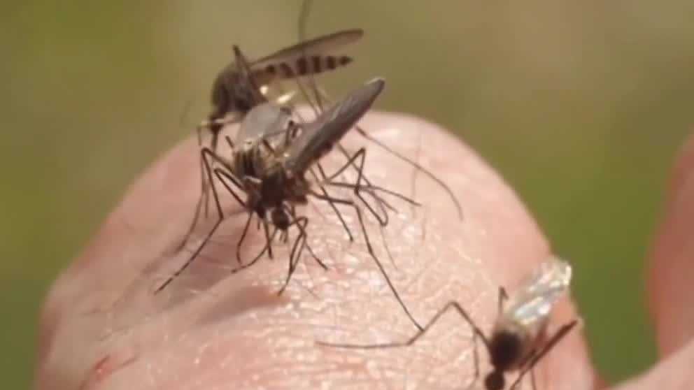 Health officials offer warnings after Iowa reports first West Nile virus case of the year
