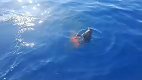 Shark Video - Do you know something more about this?