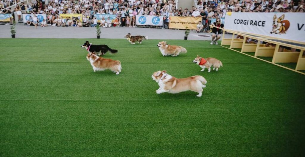 Corgi Race Causes Cuteness Overload in Lithuania at its 5th Annual Event – (WATCH)