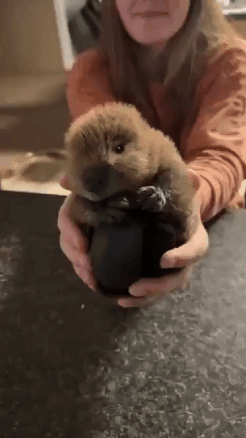 Here, take this baby bober
