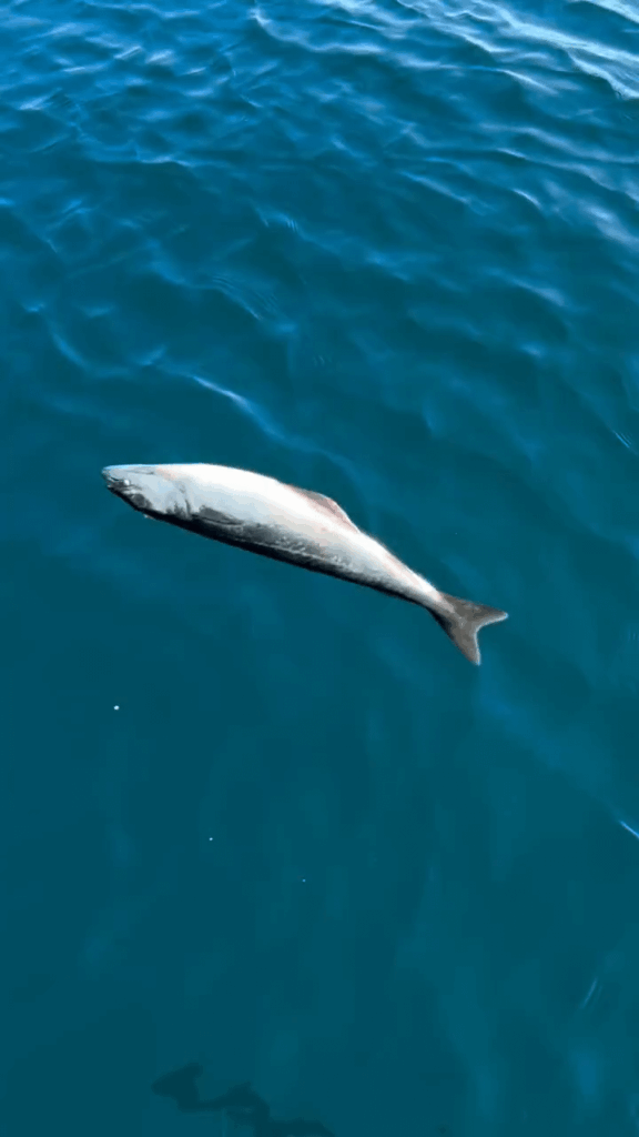 He's gonna need a bigger boat. Great White in Norway.