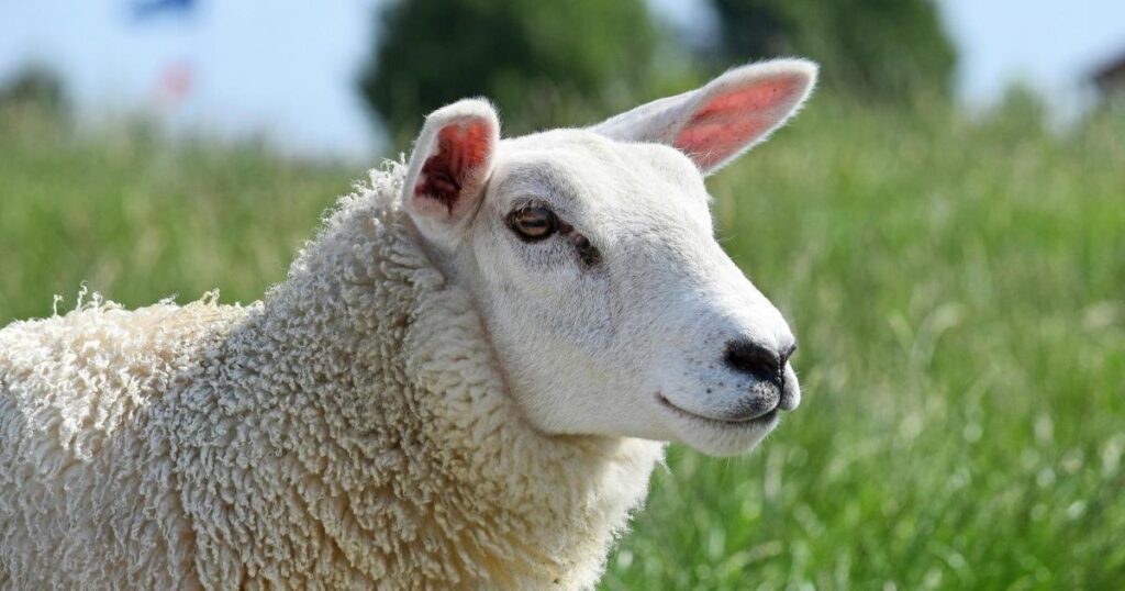 Two men killed sheep using explosives in 'appalling act of cruelty'