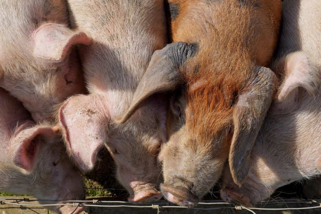Report reveals ‘true scale’ of environmental impact of pig and poultry farming
