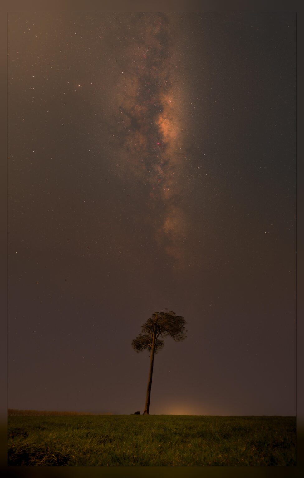 Another year gone by and another photo of the lone kahikatea under the stars