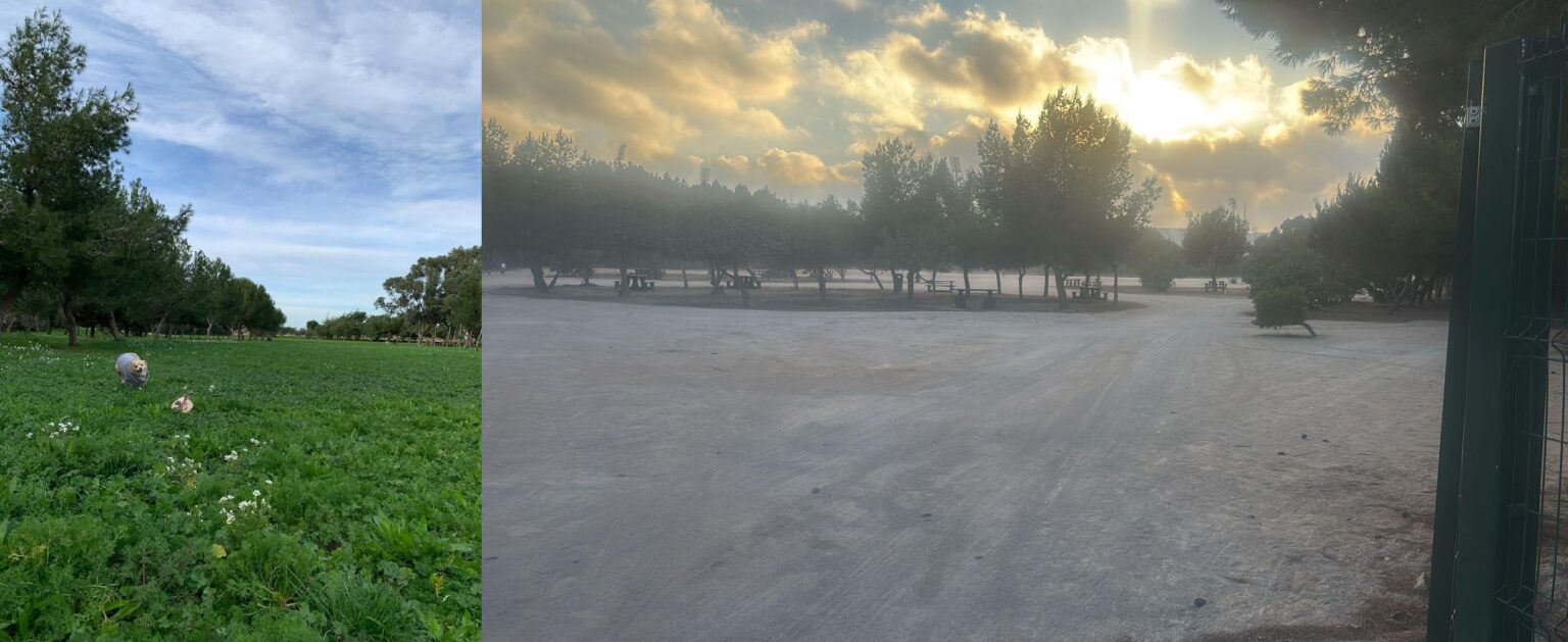 Ta' Qali before & after. €16 million was spent on a concert area and instead of using that, we use park in Ta' Qali, then cover it with gravel. Thanks Jason Micallef and all you geniuses at PL for wasting our money and killing off our few green spaces! ŻFKGĦ