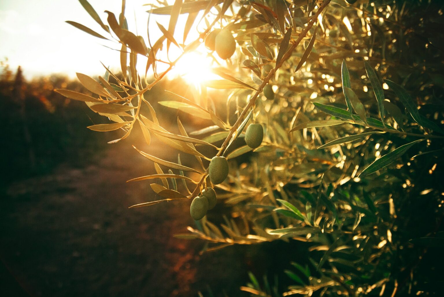 Croatian Olive Growing to be in Focus of New York