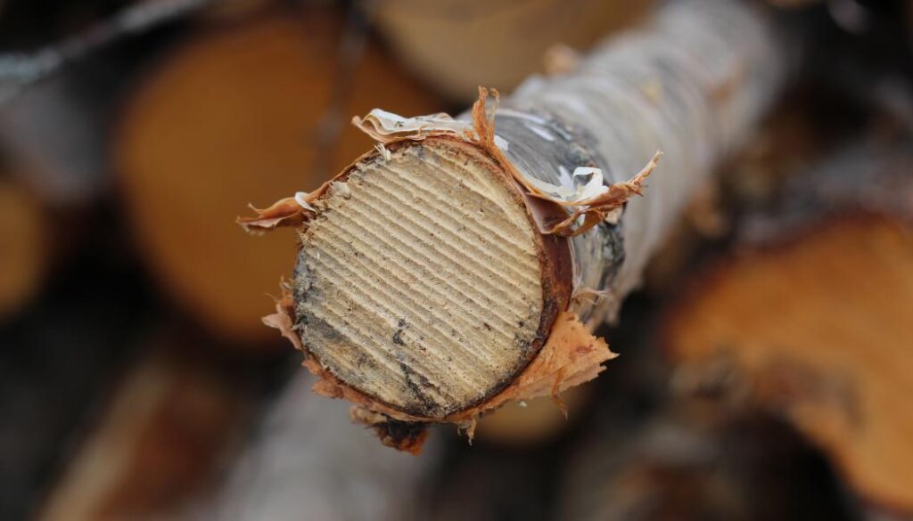Bosnia and Herzegovina started on the path towards FSC certification as a pilot initiative in 2006, supported by the Lombardy region of Italy.