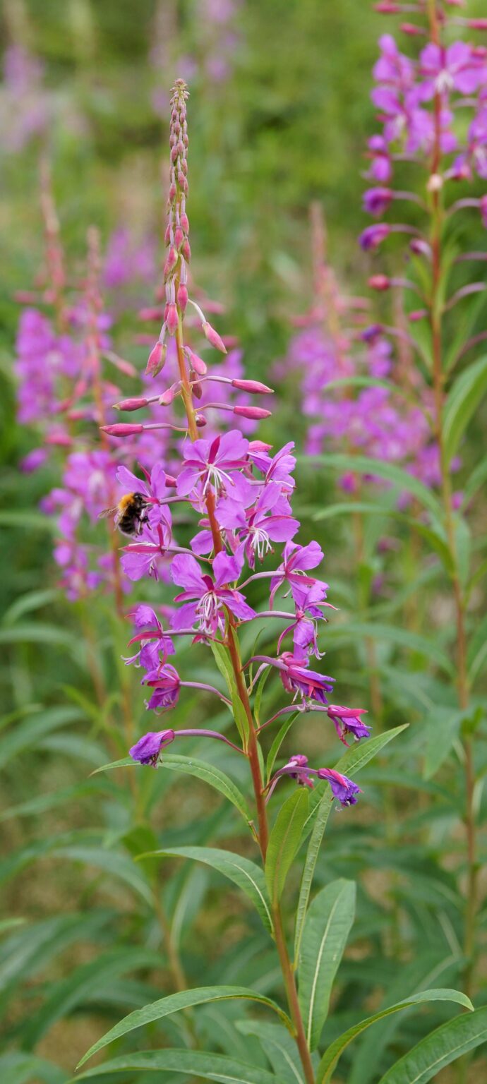 Is fireweed some kind of thing here? Is fireweed some kind of thing here?