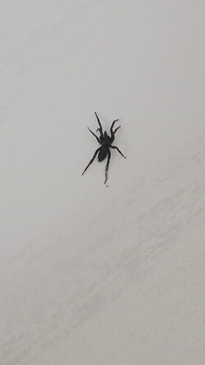 What is this spider? And is he dangerous? Help🙏🏼