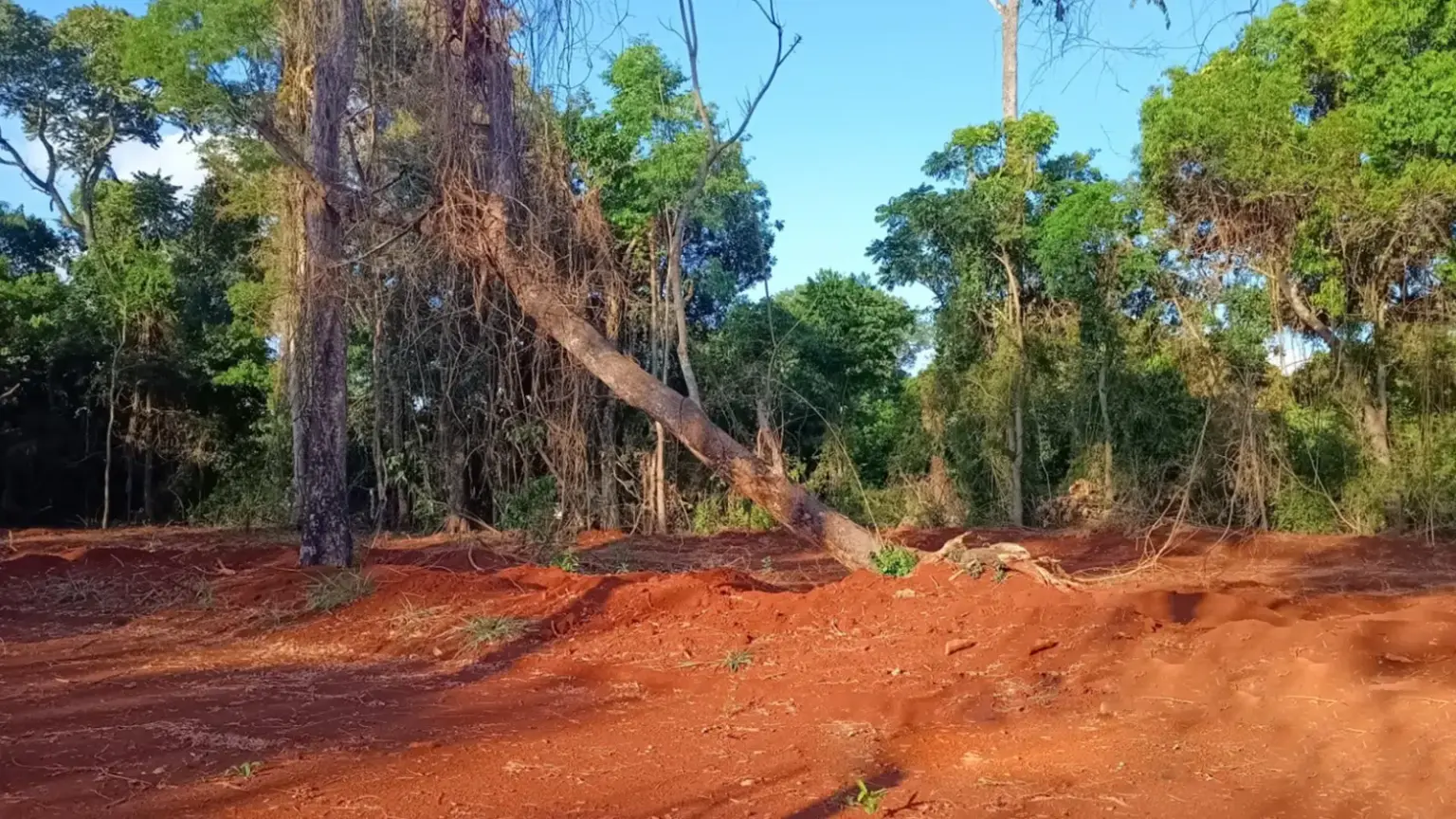 Environmental organizations support suspension of go-kart track in Puerto Iguazú due to environmental unfeasibility.