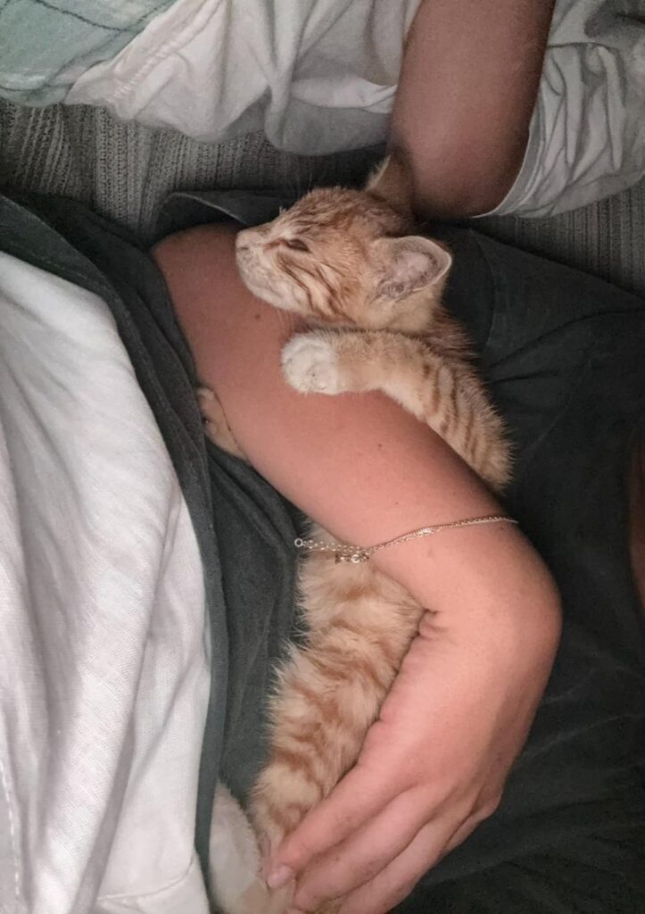 Rescued Kitten Needs Home
